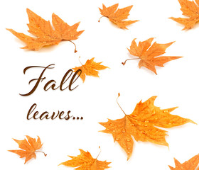 Text FALL LEAVES and yellow foliage on white background.