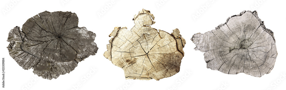 Wall mural cross section of tree trunk isolated on white