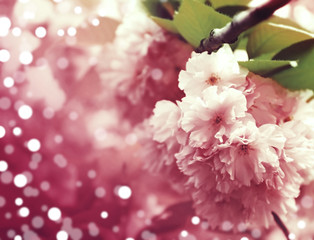 Fototapeta na wymiar Beautiful sakura flower on beautiful bokeh background, with color filter