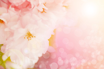 Blossoming sakura tree on beautiful bokeh background, with color filter