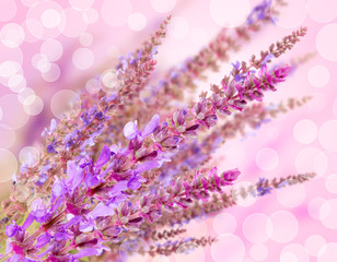 Beautiful flowers on beautiful bokeh background, with color filter