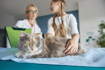 Close up of cat at the vet.