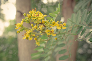 Cassia siamea