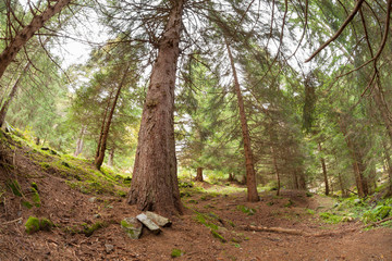 walking into the forest long a path in a cloudy day.