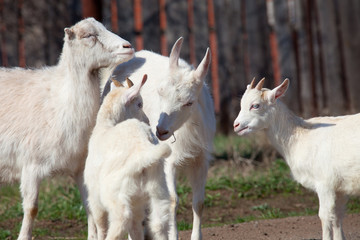 Fototapeta na wymiar white goat