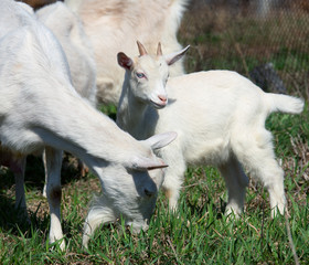 white goat
