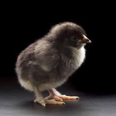 Small fluffy chickens