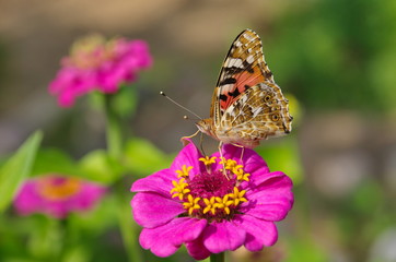 Butterfly Vanessa cardui on a zinnia flower