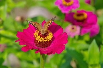 Butterfly Vanessa cardui on a zinnia flower