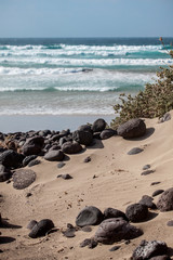 Lanzarote beach