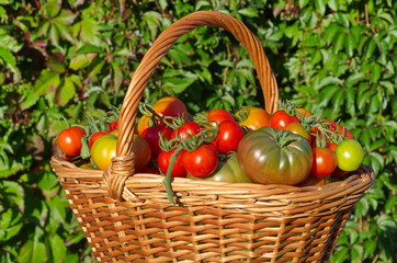 Tomatoes in a basket outdoors closeup
