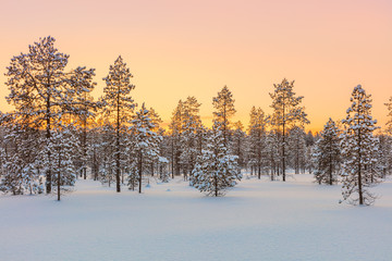 Sunset in winter forest, trees and snow