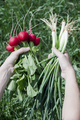 radishes and green onions