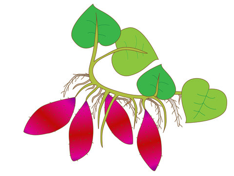 さつまいもの葉っぱ のストック写真 ロイヤリティフリーの画像 ベクター イラスト Adobe Stock