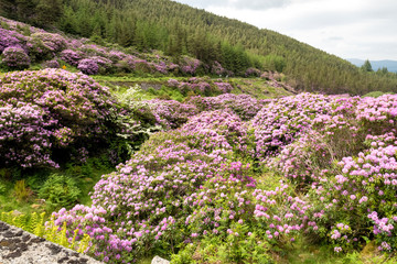 Irland - Rhododendron Blüte in The Vee