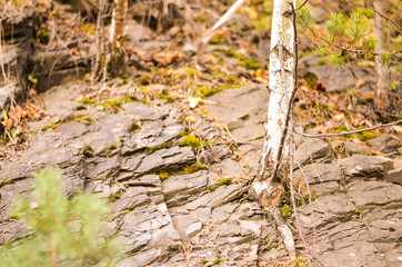 birch tree growing through argilite rocks