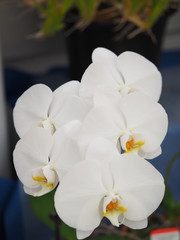 Fototapeta premium Orchid