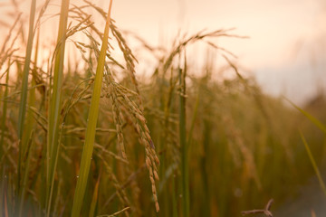 Fototapeta premium Head rice, ear of rice, rice field
