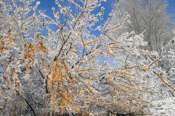 buckthorn branch with hoarfrost