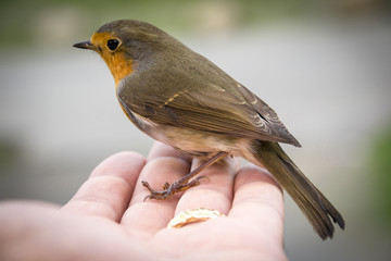 Redbreast