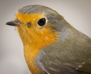 Redbreast