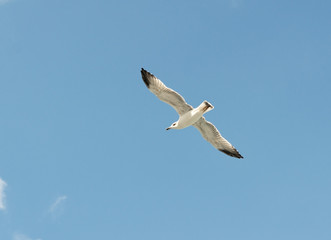 the Marine gull