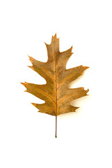 Dry fallen autumn leaf of a tree on white