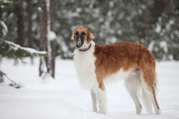 Russian borzoi