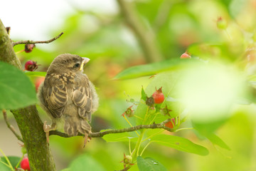 Haussperling (Passer domesticus)