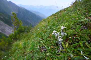 edelweiss in the mountains
