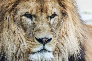Lion's head. King of animals