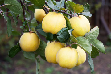 Large yellow fruits quince on the tree are ready to harvest