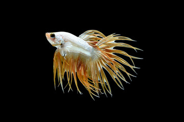 Male crown tail Betta splendens or siamese fighting fish