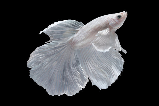 White Halfmoon Betta fish