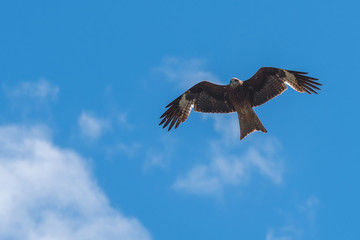 kite bird sky