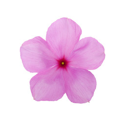purple flower isolated on a white