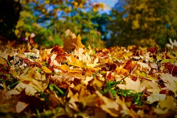 Dans le forêt d'automne à Lyon, France