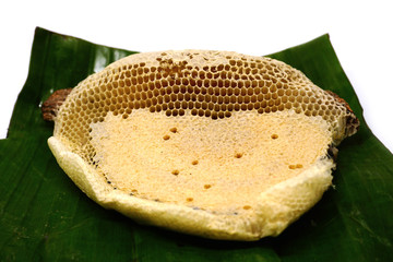 Fragment of honeycomb with full cells. Newly pulled honey bee honeycomb beeswax on plastic foundation with pollen tracks.