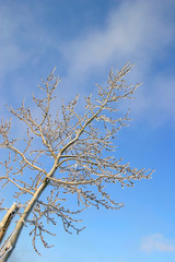 frost on the trees and bushes