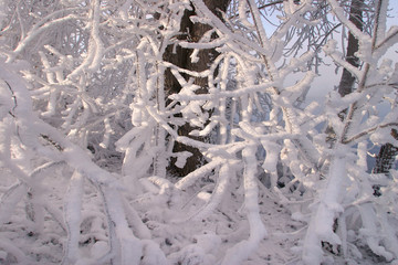 frost on the trees and bushes