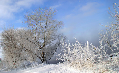 Frosty morning on the river