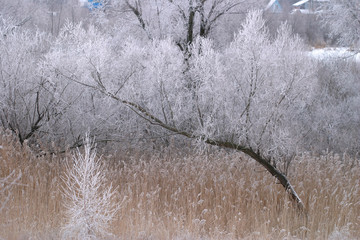 hoarfrost on trees