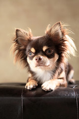 Langhaar-Chihuahua im Studio liegend