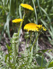 yellow dandelions