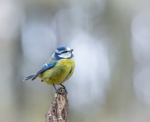 Blue tit