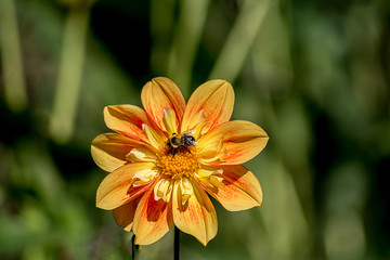 colorful lunch / bee and a flower