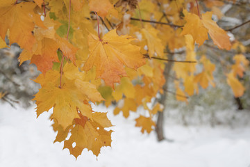 Schneebedecktes Herbstlaub