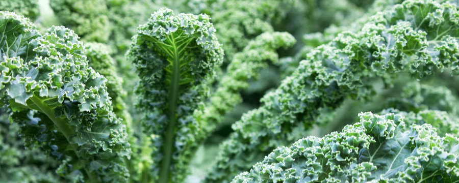 Gr&uuml;nkohl - Kale
