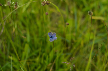 little blue butterfly in the grass