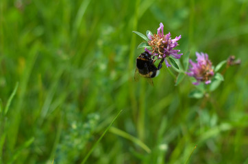 Bumblebee sucking pollen of wildflowers in a meadow 